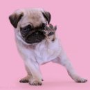 우리강아지(My Dog) 이미지