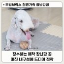 브릭스 | 강아지장난감 공 내구성 미친 무빙브릭스 후기 / 노즈워크 터그놀이 장난감 추천