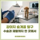 건국대학교 부속 동물병원 | 강아지 슬개골 탈구 증상과 수술, 재활까지 : 영등포 동물병원 경인동물의료센터