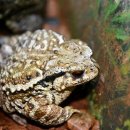 두꺼비약국 이미지