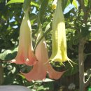 천사의 나팔꽃(엔젤 트럼펫 Angel's trumpet) 이미지