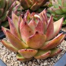 라노비아 이미지