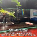 젊은열대어 | [천안 아쿠아카페] 열대어부터 수초,수조용품 구매도 가능한 곳! 아이와 팀아쿠아 방문기