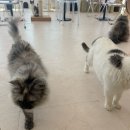 드레스카페 | [아산 고양이카페]아산 신정호 카페 | 드레스입은고양이 |드레스체험까지 가능한 이색 고양이 카페 후기