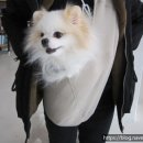 노블도그 이미지