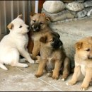 강아지오요요 이미지