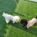 왓썹독 | 🐶 평택 애견호텔 왓썹독 방문 후기! 깨끗하고 믿음직한 곳 💕