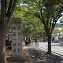 안경나라가경점 | 영광)불갑사 꽃무릇/ 지금이 절정!^^