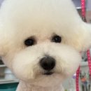 521펫살롱 이미지