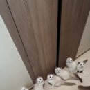 얌얌펫키친 이미지