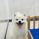 펫밀리샵 이미지