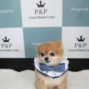 효진동물병원 네이버블로그