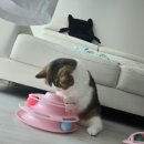 네꼬모리 이미지