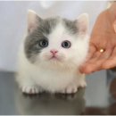 고양이샵 이미지