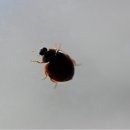 낭띠전원카페 이미지