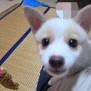 우리 똥개 이제 산책도 해요 이미지