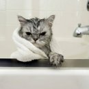 데본냥이 이미지