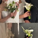 도토리플