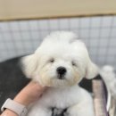 베비댕 이미지