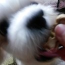 펫비스트로 이미지