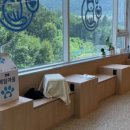 이영수 고양이 병원 이미지