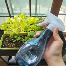 다이소 텃밭세트 후기 : 식물 애지중지 키우고 죽인...후기
