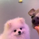 멍화만사성 이미지