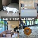 우주동물병원 | [고양이 중성화수술]영종도 주말진료 가능한 우주동물병원