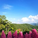 라데 | 실제 다녀온 후기! 포천 허브아일랜드 라데봄축제, 라벤더+데이지 즐길 포인트 6가지