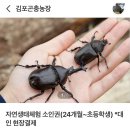 무지개 사슴농장 | 4살 아기랑 김포가볼만한곳, 김포곤충농장 장수풍뎅이 사슴벌레 이색체험