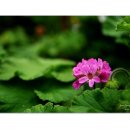 참샘 농원 이미지