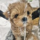 펫아미 강아지분양 고양이분양 동탄점 이미지