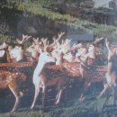 명천사슴농장 이미지