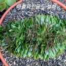 골드퍼플