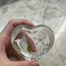 광주 부케말리기 '레스트풀' 웨딩부케 말리기 선물 받은 후기