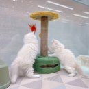 영캣 이미지