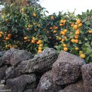 동준농장 이미지