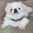 멍그니엘 애견호텔 서울강동점 이미지