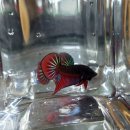 준성빌 | 9월 야생베타 수입후기와 간단한 근황