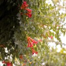 미국 능소화...Trumpet vine 이미지