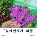 신선마트 | 마트보다 싸고 신선해? &#39;농가살리기&#39; 어플 리뷰와 구매 후기