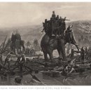 ‘비둘기 통신병’ , 2차 세계대전 중 편지 전달해 수백 명 구했죠 - 전쟁과 동물 이미지