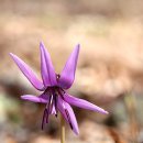 야생화답사 이미지