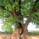남원 진기리 느티나무 이미지
