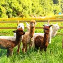 산새목장 이미지