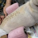 쿨펫 양·한방 동물병원 이미지