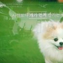 디올, 룰루, 호야, 럭스, 라라 반려견 동반출근 회사 주)타임박스 설기, 경식이, 수동, 루피, 깜순이...