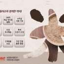 파주쌀눈쌀 이미지