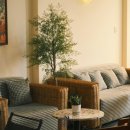 식물 인테리어 이미지