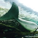 씨 라이프 이미지